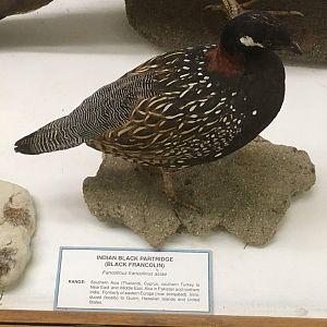 Black francolin (Francolinus francolinus asiae)