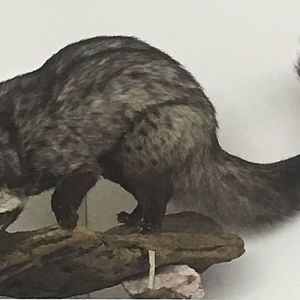 Asian palm civet (Paradoxurus hermaphroditus laotum)