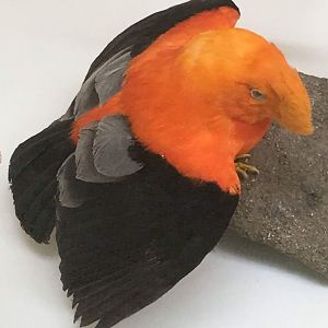 Andean cock of the rock (Rupicola peruvianus)