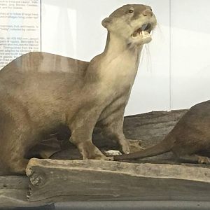 Indian smooth coated otter (Lutrogale perspicillata perspicillata)