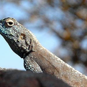 Southern rock agama, Agama atra