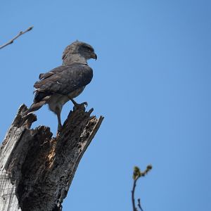 Southern banded snake-eagle, Circaetus fasciolatus