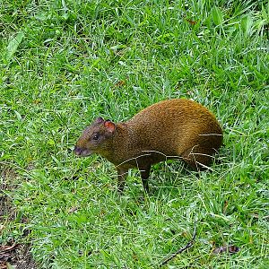 Central-American agouti