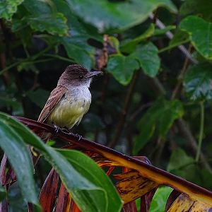 Dusky-capped flycatcher