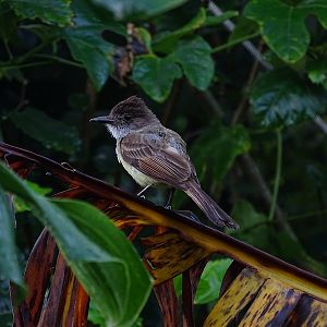 Dusky-capped flycatcher