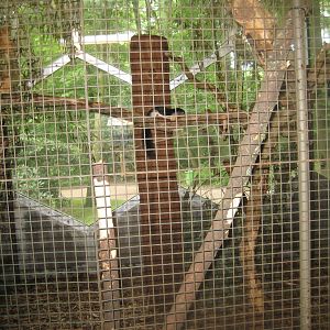 Rostock Zoo - Rainforest Pavilion - Squirrel exhibit #1