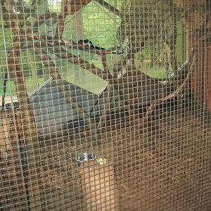 Rostock Zoo - Rainforest Pavilion - Squirrel exhibit #2