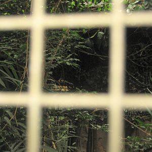 Rostock Zoo - Rainforest Pavilion - Mixed aviary