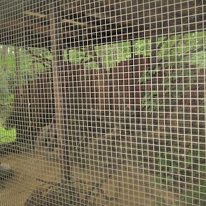 Rostock Zoo - Hawk owl aviary #1