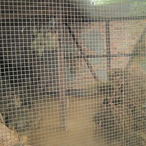 Rostock Zoo - Hawk owl aviary #2