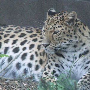 Amur leopard