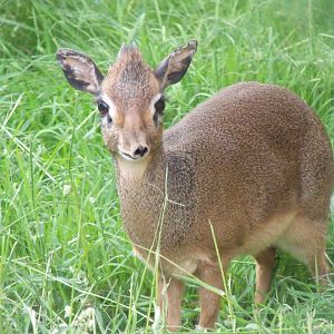 Kirk's dik-dik