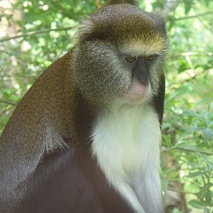 Lowe's Guenon