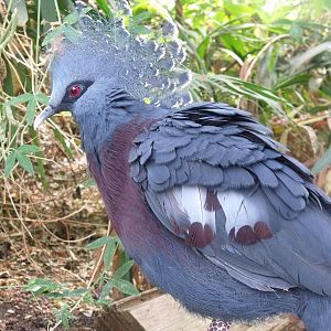 Victoria crowned pigeon