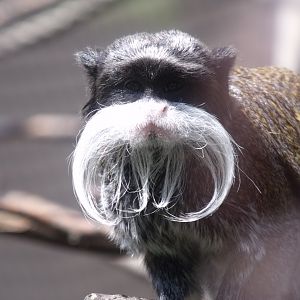 Emperor Tamarin