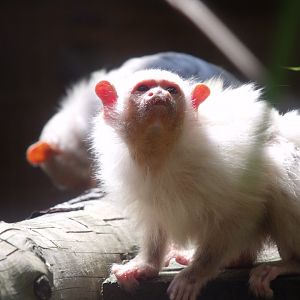 Silvery Marmoset