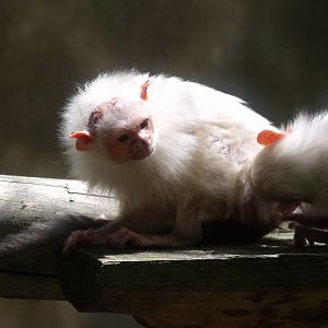 Silvery Marmoset