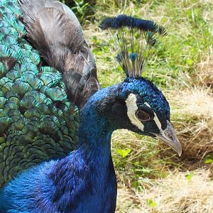 Blue Peacock