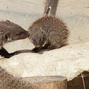 Banded Mongoose