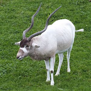 Addax