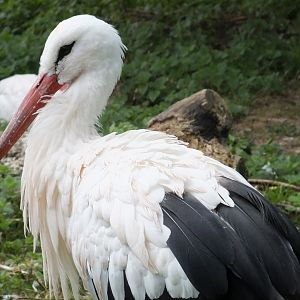 White Stork