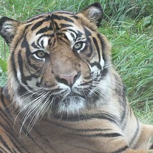 Sumatran Tiger