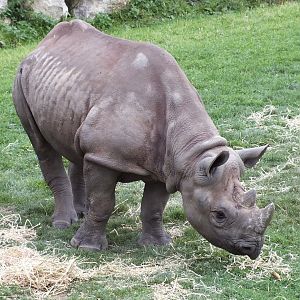 Black Rhinoceros