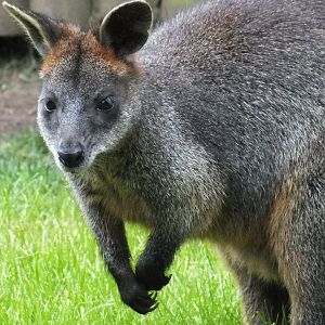 Swamp Wallaby