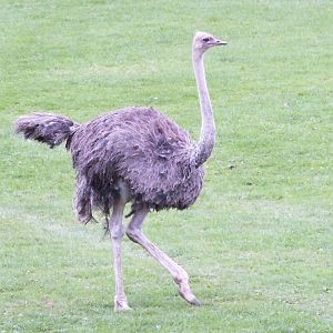 Female Ostrich