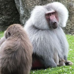 Hamadryas Baboons