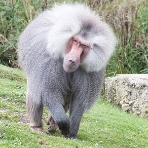 Hamadryas Baboon