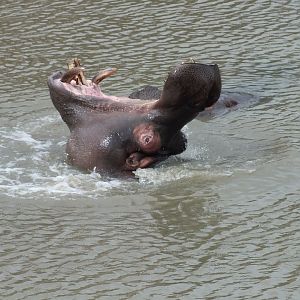 Common Hippopotamus