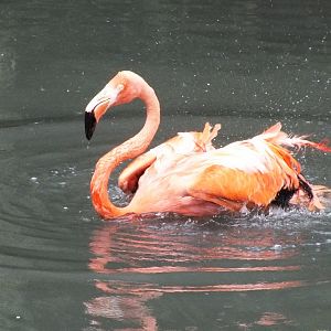 Caribbean Flamingo
