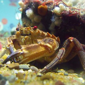 Velvet Swimmer Crab