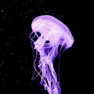 Purple striped sea nettle