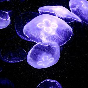 Moon Jellyfish