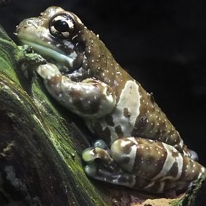 Amazon Milk Frog