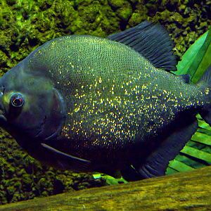 Red Bellied Piranha