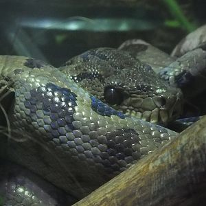 Amazon Tree Boa