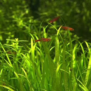Mosquito Rasbora