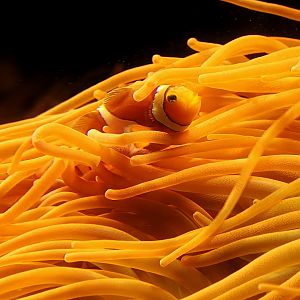 Clownfish and Anemone
