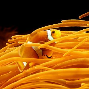 Clownfish and Anemone