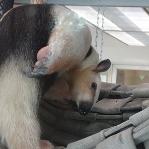 Sep. 2017 - Children's Zoo Animal Ambassador Center - Southern Tamandua