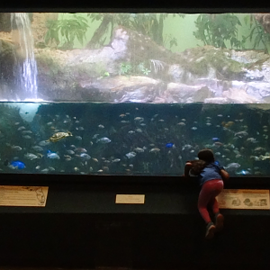 Sep. 2017 - Manatee Springs - Cichlid + Turtle Tank