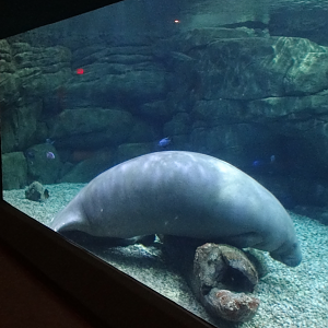Sep. 2017 - Manatee Springs - Manatee Tank