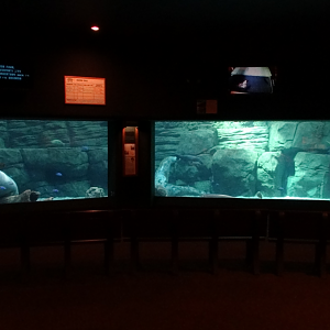 Sep. 2017 - Manatee Springs - Manatee Tank