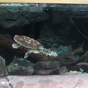 Sep. 2017 - Wings of the World - MataMata Tank