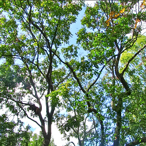 Sep. 2017 - Left Red Panda Exhibit (Find the Panda)