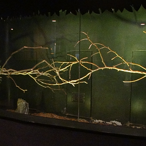 Sep. 2017 - Wings of the World - Pygmy Falcon Exhibit