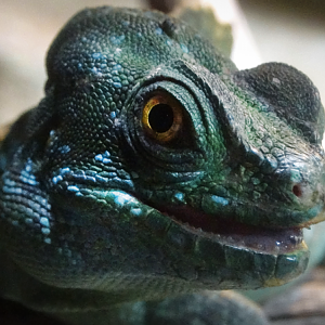 Sep. 2017 - Manatee Springs - Green Basilisk